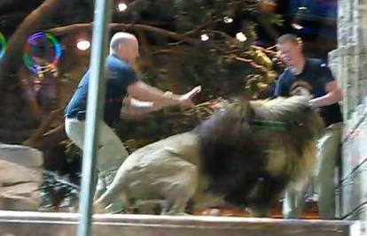Pospani lav napao trenera u kavezu pred gledateljima