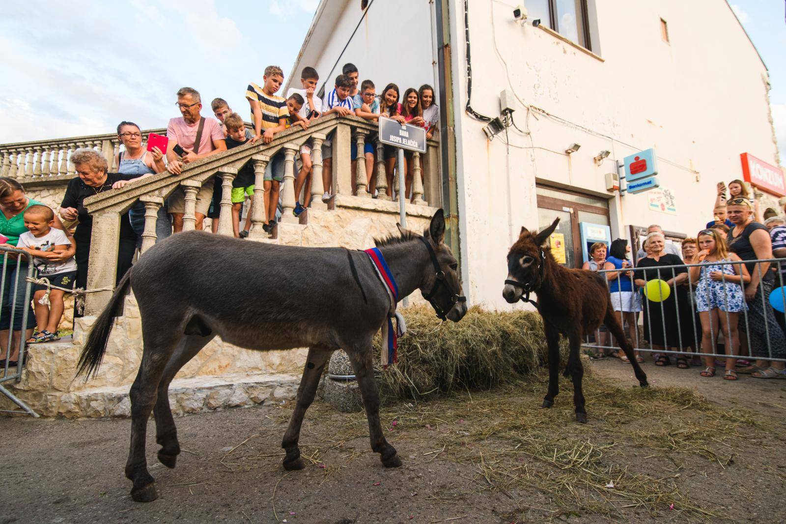 Magareći pir na Pagu: Dodirnuli se njuškama, revali, postali par