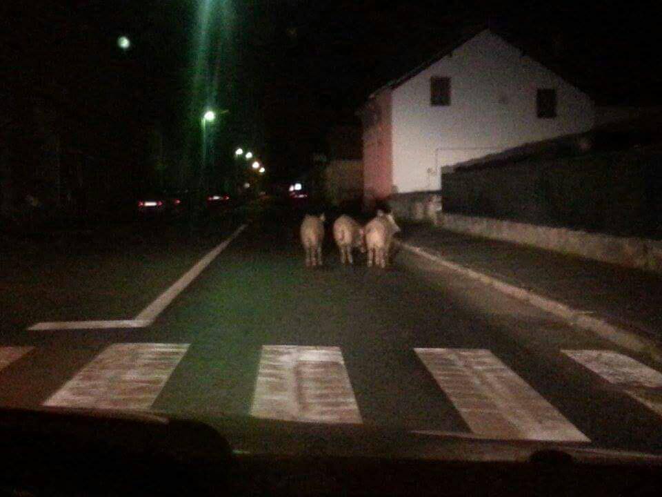 Izašle u grad: Pet divljih svinja prošetalo je središtem Pakraca