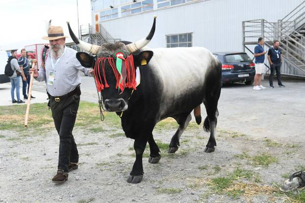 Gudovac: Boškarin Monte osvojio šampionsku titulu i prestižno šampionsko zvono