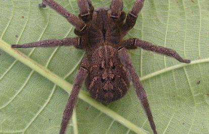 Čudo prirode: Drogirani pauci pletu različite mreže