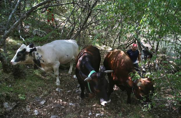 Čuvari tradicije - pastiri s Biokova