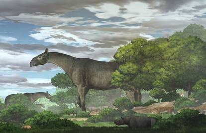 Otkrivena nova vrsta divovskog nosoroga - bio je viši i od žirafe