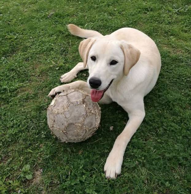 SUPER FOTKE vaših ljubimaca! Neki bi mogli biti viralni hit, ali svi su jednostavno neodoljivi