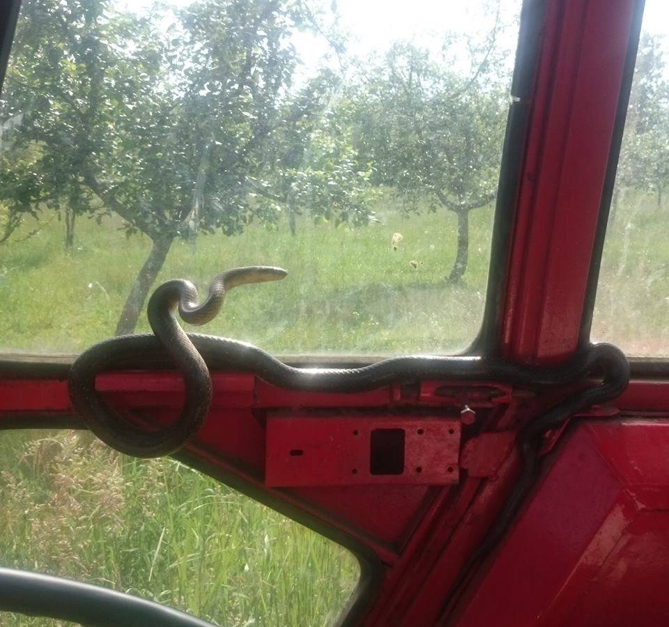 Zmija mu se popela na traktor: 'Ne znam otkud se stvorila...'