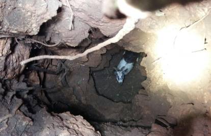 Otvorila se zemlja u Sinju: Iz uske jame GSS-ovci spasili jare