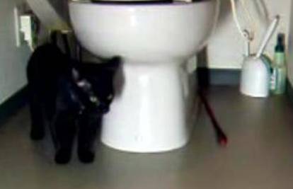 Zbunjena mačka lovila je svoju uzicu oko WC-a