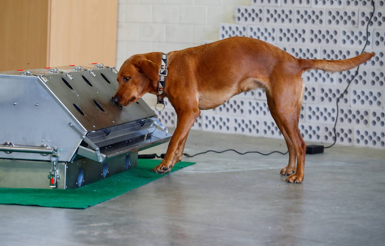 German Army trains sniffing dogs to detect the coronavirus disease (COVID-19), in Daun