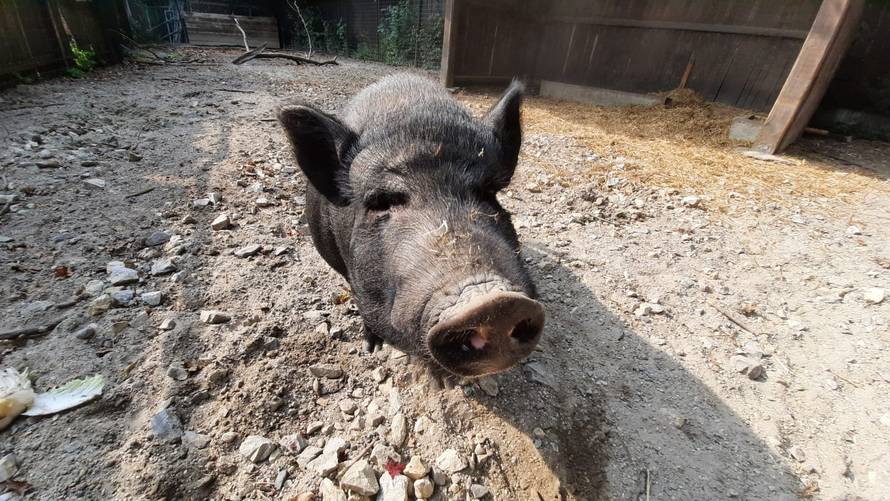 Nisu manekenke, već prasice! Twiggy, Gisele i Naomi život nije mazio, traže sretan dom