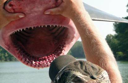 Iz rijeke Potomac izvadio morskog psa od 2,5 metra