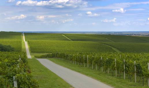 Svjetski uspjeh Vina Belje: Cabernet sauvignon Merlotom uvršten među najbolja vina