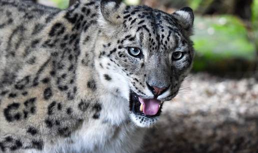 Tri snježna leoparda uginula su od korone u ZOO-u u Nebraski