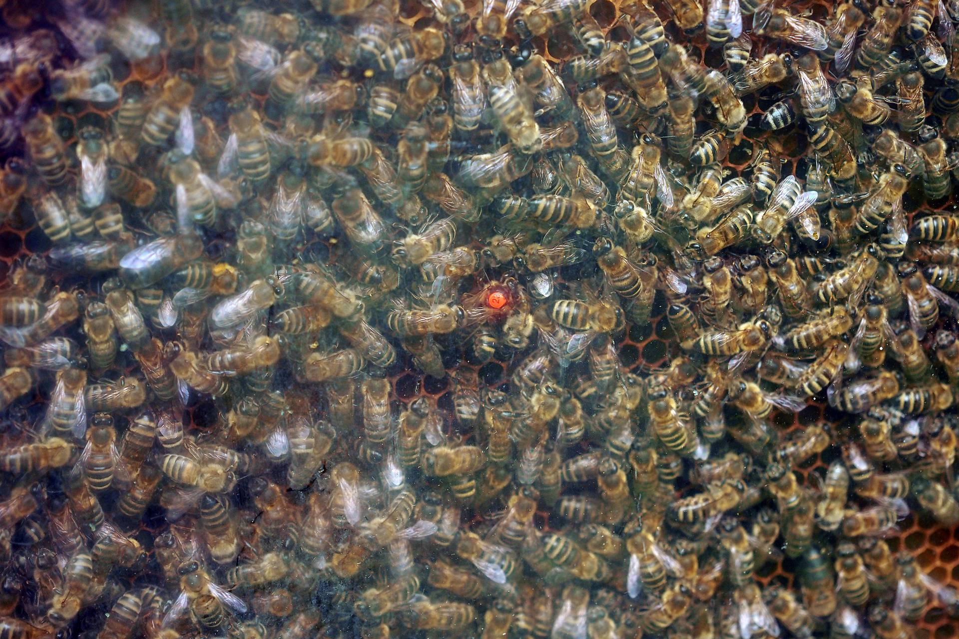 Od otrova mojih pčela radim kreme protiv bora i bolova