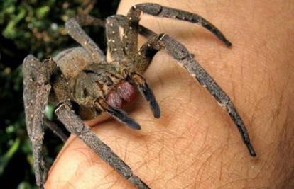 Venom najotrovnijeg pauka je lijek za erektilnu disfunkciju?
