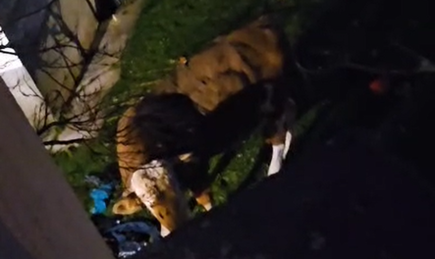 VIDEO Bijesni bik hara selom: 'Djeca se boje i ne izlaze van. Uništava aute i napada ljude'