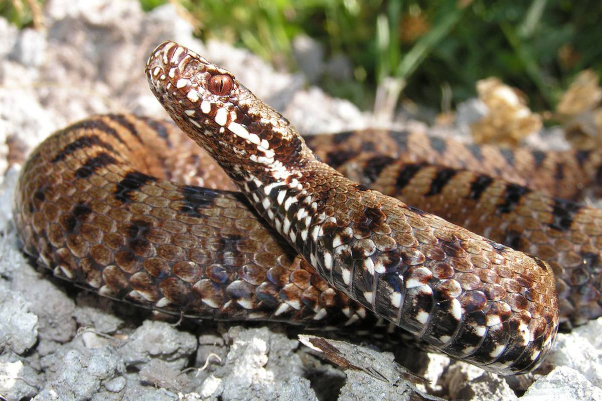 Upoznajte najotrovnije zmije u Hrvatskoj! Kako ih prepoznati?