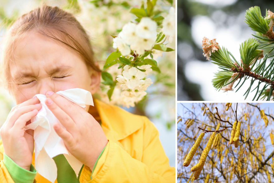 Krenule su alergije: Po&ccaron;nite s lijekovima i ubla&zcaron;ite simptome