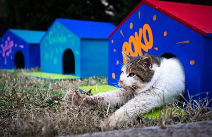 Mace su oduševljene: Postavili im šarene kućice ispred HNK