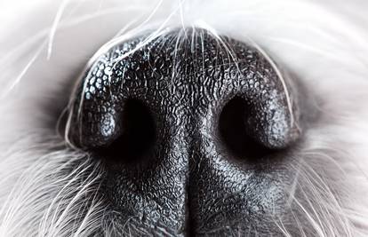 'Ljudski njuh je osjetljiviji na neke mirise od pasa ili štakora'