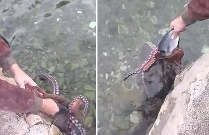 VIDEO Pa ovoga ima samo kod nas! Dalmatincu hobotnice jedu iz ruke: 'Dođi, malena, dođiii...'