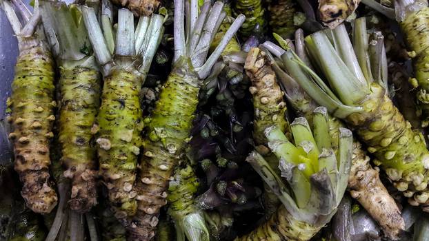 Fresh wasabi sold in the Japanese market