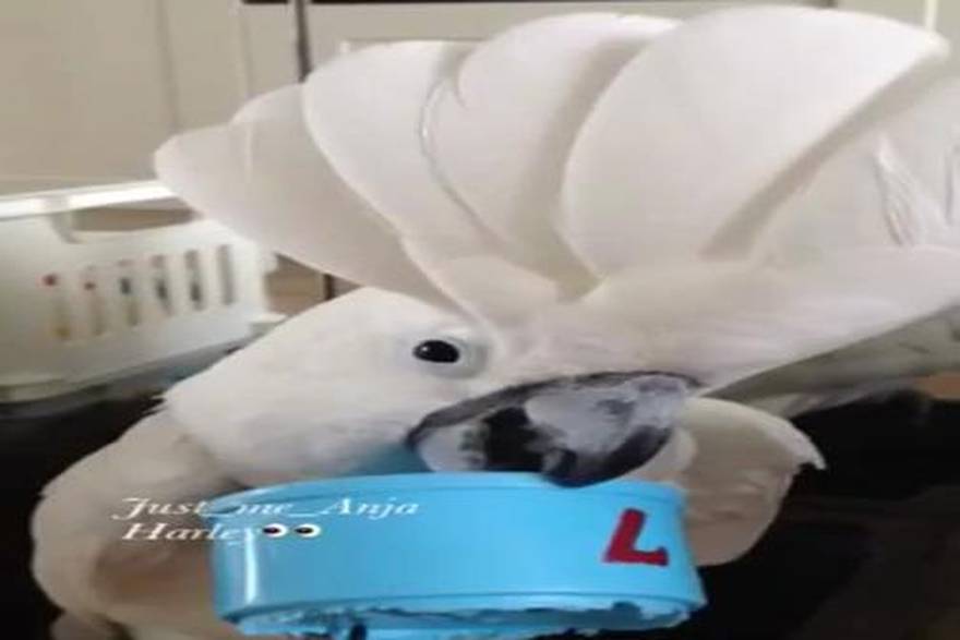 YouTube/HarleyThe Cockatoo
