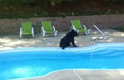 Potražio osvježenje: Mama, u bazenu nam se kupa medvjed!