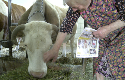 Slovensko čudo: Luca (35) je najstarija kravica u Europi...