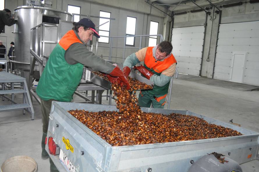 Znate li da možete zaraditi skupljanjem žireva?