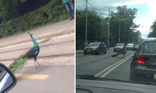 Paun u centru Zagreba: Odoh malo ‘baciti đir’ po gradu...