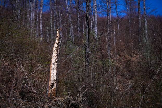 Zagreb: Posljedice olujnog nevremena na Sljemenu
