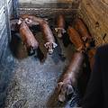 Usmrtili tisuće svinja, zbrinjava ih firma u suvlasništvu ministra
