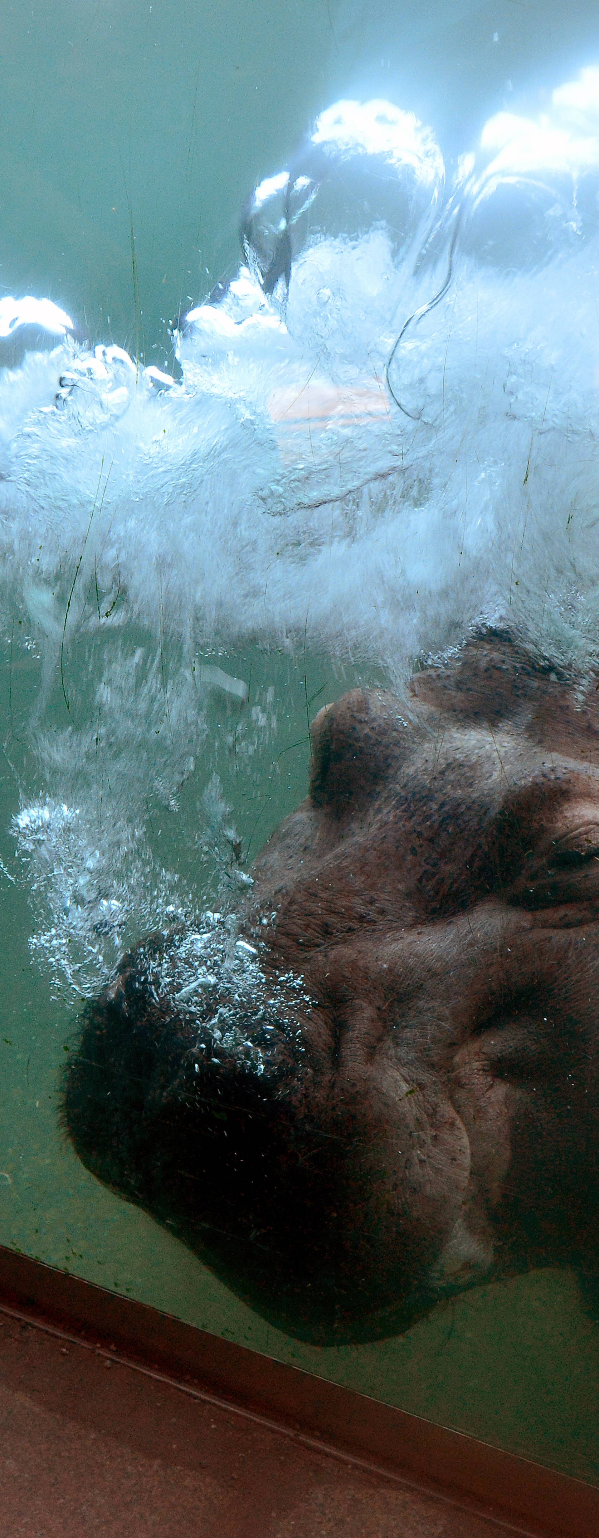 Hippo at the Berlin Zoo
