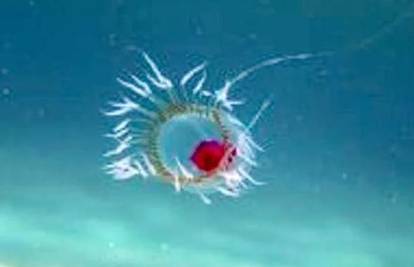 Jedino biće na svijetu: Ova meduza može živjeti vječno
