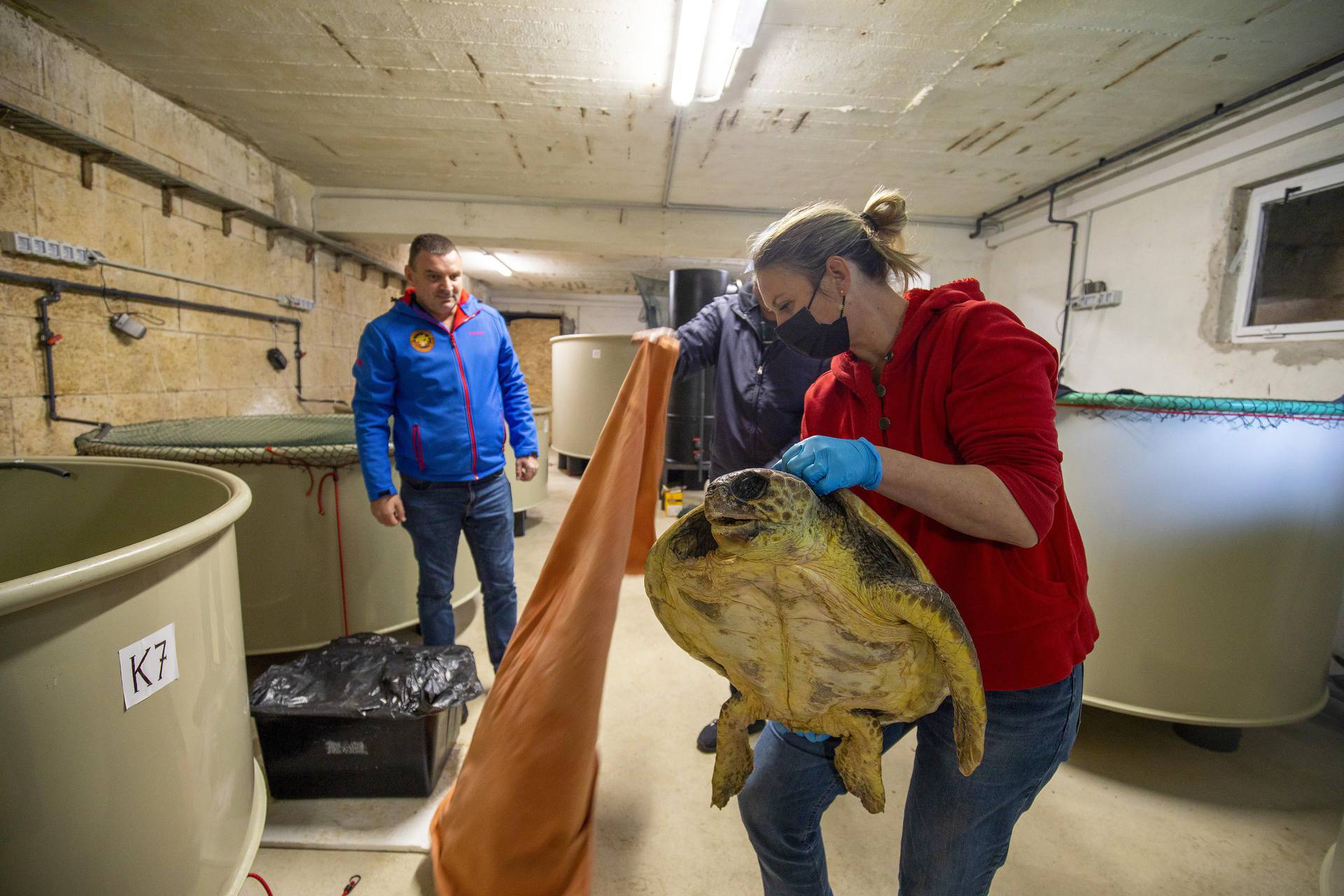 Glavata želva Žorž stigla u Aquarium Pula nakon amputacije peraje