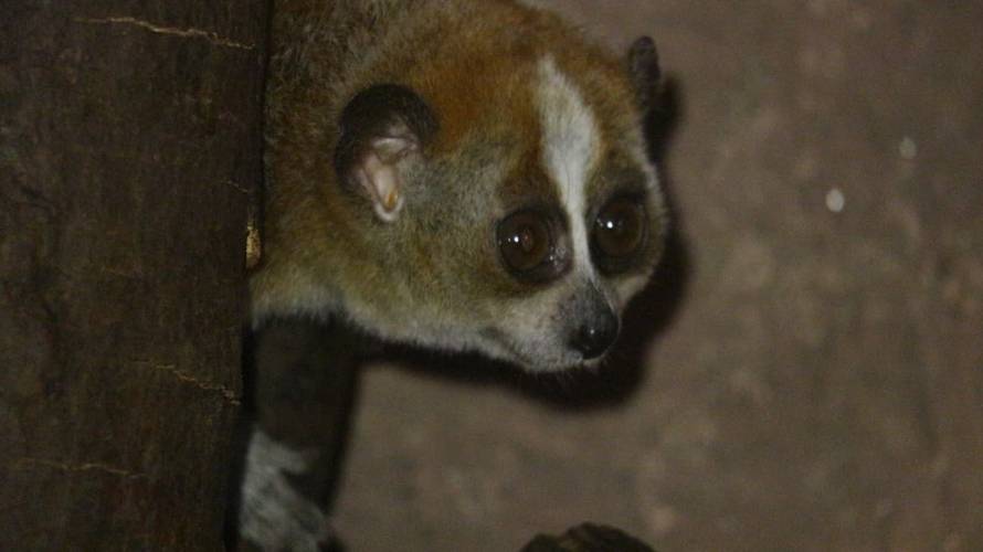 FOTO Neodoljiv, ali smrtonosan: Patuljasti spori loris novi je stanar zagrebačkog zoološkog