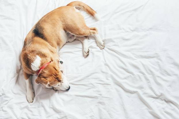 Beagle dog sleeps on the clear white bed sheet top view