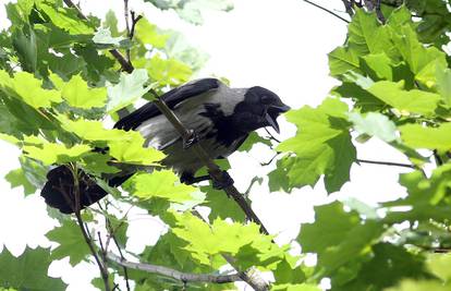 Vrane će čistiti zabavni park u Francuskoj od opušaka i smeća