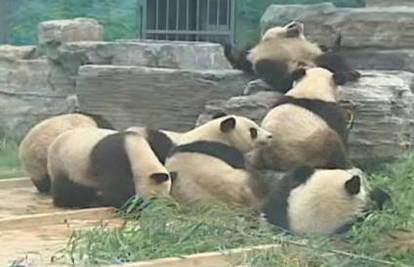 Medvjedi pande, stradalnici potresa, pronašli novi dom 