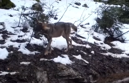 VIDEO Kamera u NP Plitvička jezera zabilježile je prekrasne prizore vukova u snježnoj idili