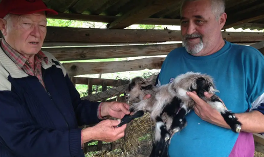 Šarka ojarila jare s osam nogu 'sumnjivog' spola, trebao je postati kućni ljubimac...
