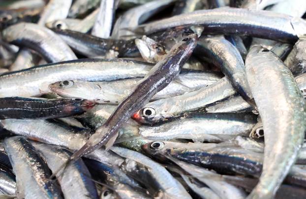 Šibenik: Skromna ponuda srdela i ostale ribe na ribarnici