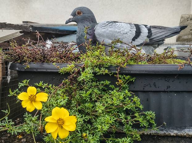 FOTO Zoran je na krovu zgrade u Zagrebu napravio zelenu oazu: 'Tu sadimo biljke, družimo se...'
