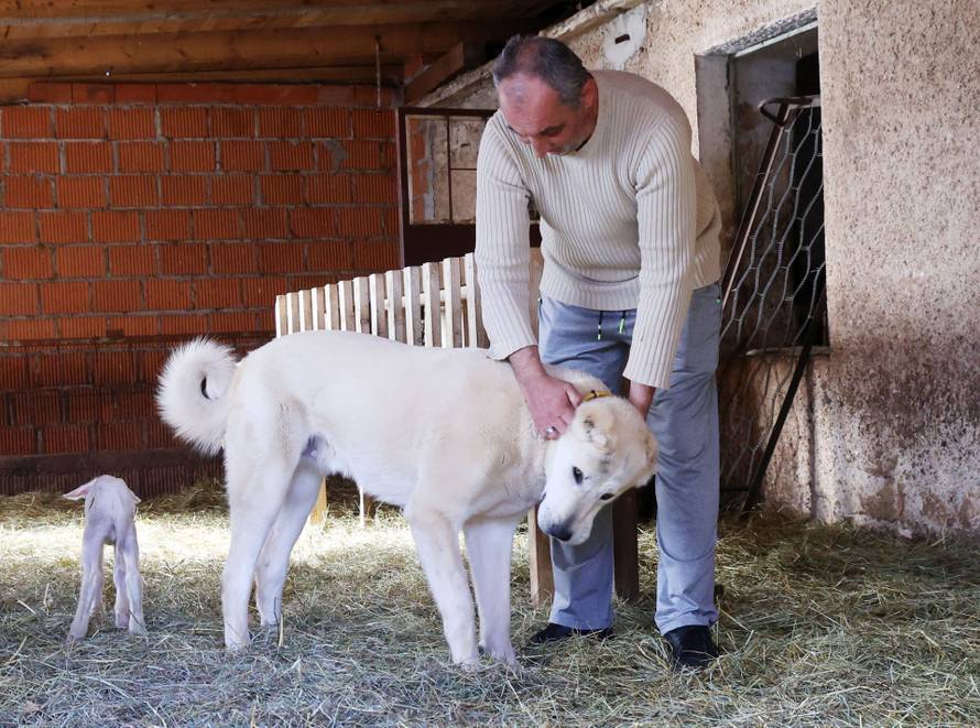 24sata Kistanje: Pas Shadow ranjen u borbi sa vukovima 