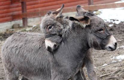 Murter spašava dva napuštena i gladna magaraca s Kornata