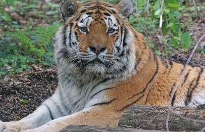 Sibirski tigar u opasnosti zbog smrtonosno dubokog snijega