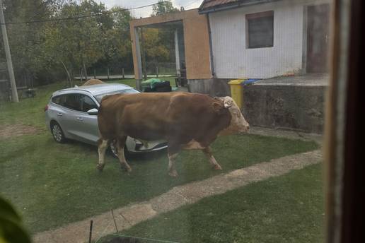 Bik sije teror po Gračacu, ljudi su u  strahu: 'Više nije moj, ja ga samo čuvam. Ima 900 kila...'