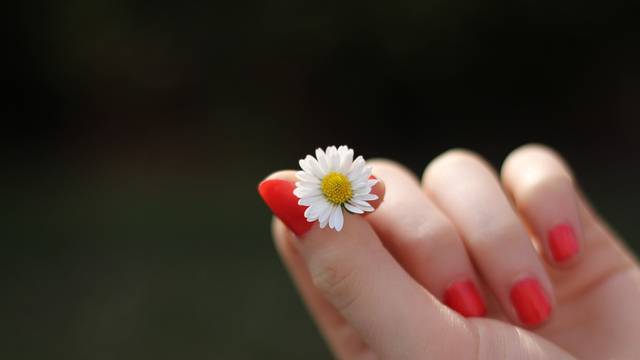 Daisy Hand Lacquered Fingernails Finger Flower