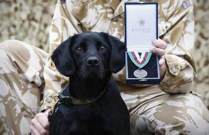Labrador Treo nagrađen medaljom za hrabrost
