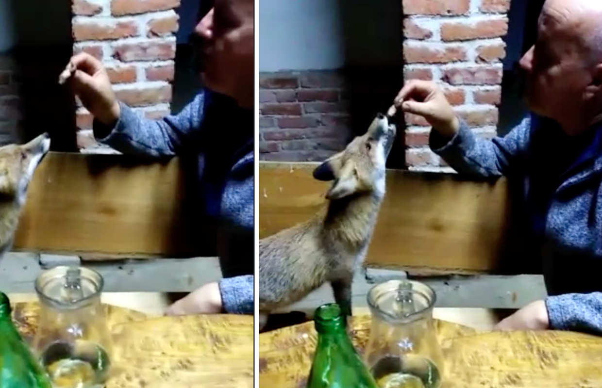 VIDEO: 'Lisica nas posjećuje na vikendici u Moslavini već četiri mjeseca. Ovaj put je uzela špek'